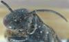 Dolerus sp.